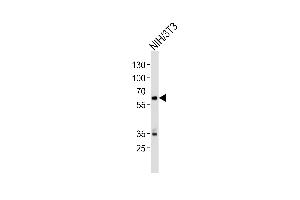 Western blot analysis of lysate from mouse NIH/3T3 cell line, using Mouse Ntrk2 Antibody (Center) (ABIN657851 and ABIN2846812). (TRKB Antikörper  (AA 343-372))