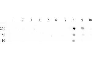 Histone H3 monomethyl Lys79 antibody (pAb) tested by dot blot analysis. (Histone 3 Antikörper  (meLys79))