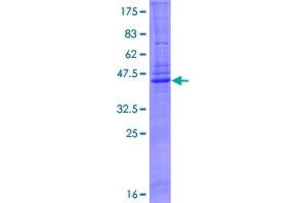 Caveolin 3 Protein (CAV3) (AA 1-151) (GST tag)