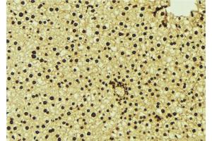 ABIN6277123 at 1/100 staining Mouse liver tissue by IHC-P. (NR1H3 Antikörper  (C-Term))
