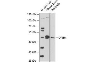 Western blot analysis of extracts of various cell lines, using CYTH4 antibody (ABIN7266662) at 1:1000 dilution. (Cytohesin 4 Antikörper  (AA 1-70))