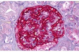 Anti-PJA2 antibody IHC staining of human kidney, glomeruli. (PJA2 Antikörper  (AA 141-190))
