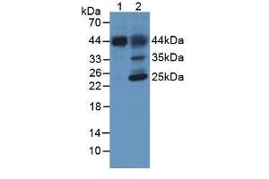 Western Blot; Sample: Lane1: Porcine Liver Tissue; Lane2: Rat Liver Tissue. (HFE2 Antikörper  (AA 234-416))
