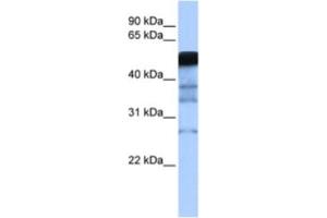 Western Blotting (WB) image for anti-E3 ubiquitin-protein ligase RAD18 (RAD18) antibody (ABIN2462678) (RAD18 Antikörper)