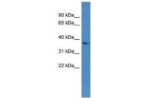 WB Suggested Anti-Dhrs7 Antibody Titration:  0. (DHRS7 Antikörper  (N-Term))