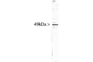 blots of HeLa cell crude extract stained with ABIN1580459. (SF3B4 Antikörper)
