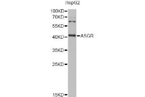 Western blot analysis of extracts of HepG2 cells, using ASGR2 Antibody (ABIN1980297) at 1:1000 dilution. (Asialoglycoprotein Receptor 2 Antikörper)