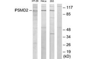 Western blot analysis of extracts from HT-29/HeLa/293 cells, using PSMD2 Antibody. (PSMD2 Antikörper  (AA 11-60))