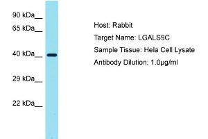 Host: Rabbit Target Name: LGALS9C Sample Tissue: Human Hela Whole Cell Antibody Dilution: 1ug/ml (LGALS9C Antikörper  (C-Term))