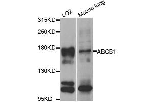 Western blot analysis of extracts of various cell lines, using ABCB1 antibody (ABIN5974625) at 1/1000 dilution. (ABCB1 Antikörper)