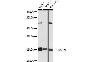 CRABP1 Antikörper