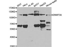 Western blot analysis of extracts of various cell lines, using DNMT3A antibody (ABIN5971096) at 1/1000 dilution. (DNMT3A Antikörper)