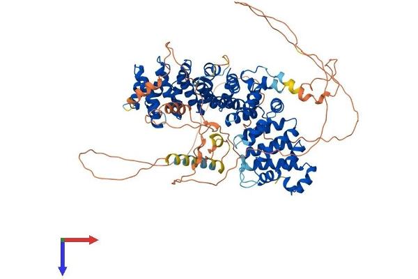 Plakophilin 3 Protein (PKP3) (AA 1-797) (His tag)