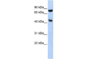 WB Suggested Anti-RNH1 Antibody Titration: 0. (RNH1 Antikörper  (Middle Region))
