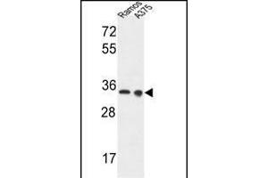 LDHA Antibody (Center) (ABIN653476 and ABIN2842897) western blot analysis in Ramos, cell line lysates (35 μg/lane). (Lactate Dehydrogenase A Antikörper  (AA 154-182))