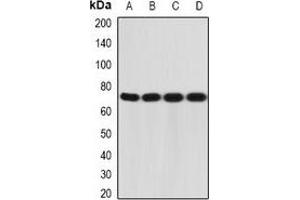 Western blot analysis of CD212 expression in A431 (A), MCF7 (B), mouse liver (C), mouse thymus (D) whole cell lysates.