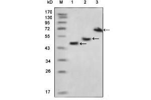 Western blot analysis using MBP mouse mAb against various fusion protein with MBP tag.