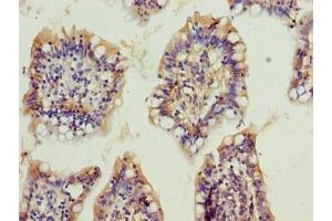 Immunohistochemistry of paraffin-embedded human small intestine tissue using ABIN7162374 at dilution of 1:100 (OSER1 Antikörper  (AA 1-292))