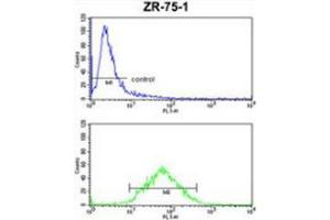 Flow cytometric analysis of ZR-75-1 cells (bottom histogram) compared to a negative control cell (top histogram) using PXMP4  Antibody , followed by FITC-conjugated goat-anti-rabbit secondary antibodies. (PXMP4 Antikörper  (Middle Region))