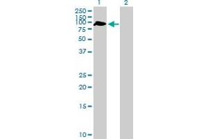 Western Blot analysis of ZBTB46 expression in transfected 293T cell line by ZBTB46 MaxPab polyclonal antibody.