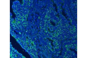 IF analysis of SEC23IP using anti-SEC23IP antibody (ABIN7601222). (SEC23IP Antikörper  (AA 30-426))