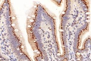 Immunohistochemistry analysis of paraffin-embedded mouse small intestine using PRAP1 (ABIN7075198) at dilution of 1: 8000
