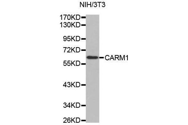CARM1 Antikörper  (AA 409-608)