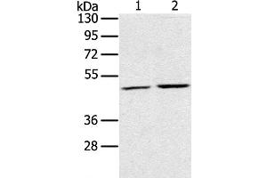 Western Blot analysis of K562 and NIH/3T3 cell using RRAGC Polyclonal Antibody at dilution of 1:400 (GTR2 Antikörper)