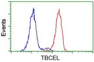 Image no. 3 for anti-Tubulin Folding Cofactor E-Like (TBCEL) antibody (ABIN1501325) (TBCEL Antikörper)