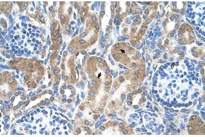 Human kidney (LRPAP1 Antikörper  (C-Term))