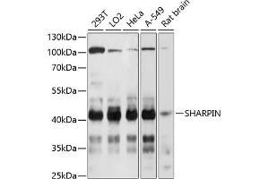 Western blot analysis of extracts of various cell lines, using SHARPIN Antibody  at 1:3000 dilution. (SHARPIN Antikörper  (AA 1-170))