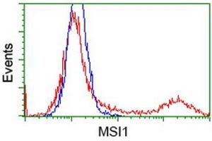 HEK293T cells transfected with either RC215992 overexpress plasmid (Red) or empty vector control plasmid (Blue) were immunostained by anti-MSI1 antibody (ABIN2454100), and then analyzed by flow cytometry.