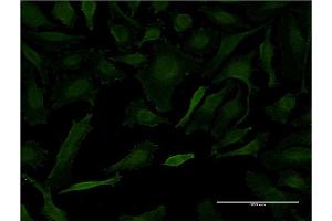 Immunofluorescence of monoclonal antibody to LETM1 on HeLa cell. (LETM1 Antikörper  (AA 601-708))