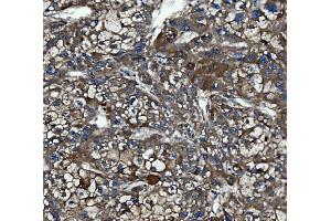 IHC analysis of Caspase-5/CASP5 using anti-Caspase-5/CASP5 antibody (ABIN7599992).