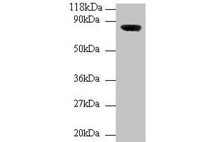 Western blot All lanes: Wdpcp antibody at 2 μg/mL + Mouse brain tissue Secondary Goat polyclonal to rabbit IgG at 1/10000 dilution Predicted band size: 82, 73 kDa Observed band size: 82 kDa