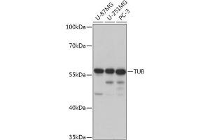 Western blot analysis of extracts of various cell lines, using TUB antibody (ABIN7271024) at 1:1000 dilution. (TUB Antikörper  (AA 130-230))
