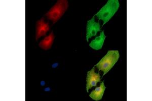 ABIN7095399 and ABIN7099456 staining  cells by IF/ICC. (C1orf114 Antikörper)