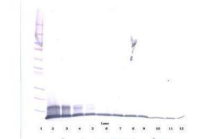 Image no. 1 for anti-Chemokine (C-C Motif) Ligand 20 (CCL20) antibody (ABIN465457) (CCL20 Antikörper)