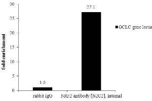 Chromatin Immunoprecipitation (ChIP) image for anti-Nuclear Factor (erythroid-Derived 2)-Like 2 (NFE2L2) (Internal Region) antibody (ABIN2855612)