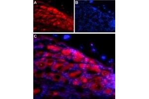 Expression of NLGN1 in rat DRG - Immunohistochemical staining of adult rat dorsal root ganglion (DRG) using Anti-Neuroligin 1 (extracellular) Antibody (ABIN7043361, ABIN7044680 and ABIN7044681) followed by anti-rabbit-AlexaFluor-594 secondary antibody. (Neuroligin 1 Antikörper  (Extracellular, N-Term))