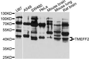 Western blot analysis of extracts of various cell lines, using TMEFF2 antibody (ABIN5999062) at 1/1000 dilution. (TMEFF2 Antikörper)