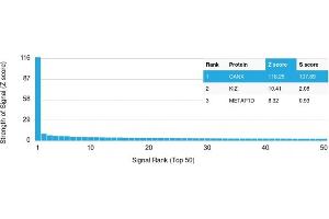 Specificity of ABIN6383807 to Calnexin was tested on a human protein array, showing monospecificity against >19,000 full-length human proteins. (Calnexin Antikörper  (Lumenal Region))