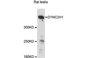 Western blot analysis of extracts of rat testis, using DYNC2H1 antibody (ABIN6293164) at 1:3000 dilution. (DYNC2H1 Antikörper)