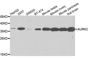 Western blot analysis of extracts of various cell lines, using AURKC antibody (ABIN5995404) at 1/500 dilution. (Aurora Kinase C Antikörper)