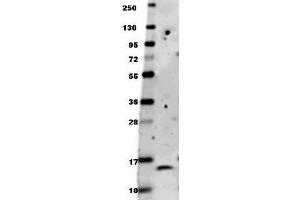 Anti-human BDNF antibody in western blot shows detection of recombinant human BDNF raised in E. (BDNF Antikörper)