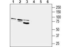 Western blot analysis of rat brain (lanes 1 and 4), mouse brain (lanes 2 and 5) and human U-87 MG glioblastoma cell line (lanes 3 and 6) lysates: - 1-3. (PTGFR Antikörper  (3rd Intracellular Loop))