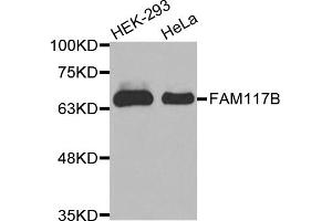 Western blot analysis of extracts of various cell lines, using FAM117B antibody (ABIN5971841). (FAM117B Antikörper)