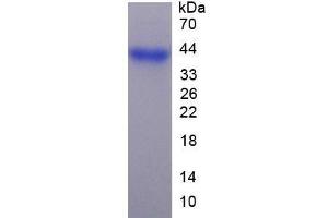 SDS-PAGE analysis of Mouse FGL1 Protein. (FGL1 Protein)