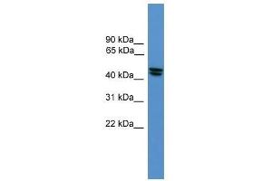 OPRL1 antibody used at 0. (OPRL1 Antikörper  (Middle Region))