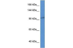 Western Blot showing Zc3h3 antibody used at a concentration of 1. (ZC3H3 Antikörper  (N-Term))